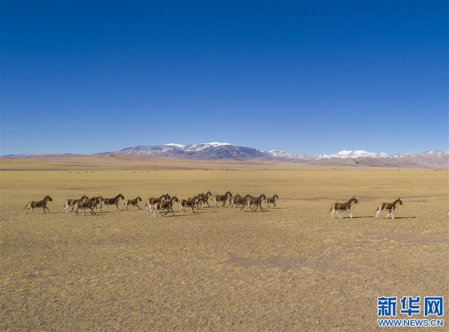 （新华视界）（2）西藏那曲：冬日里的高原生灵