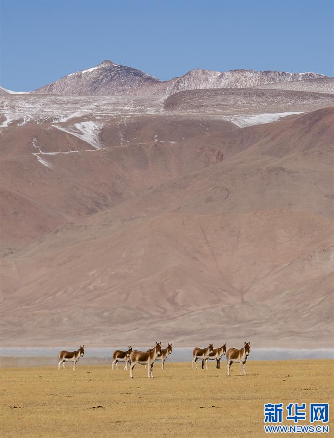 （新华视界）（7）西藏那曲：冬日里的高原生灵
