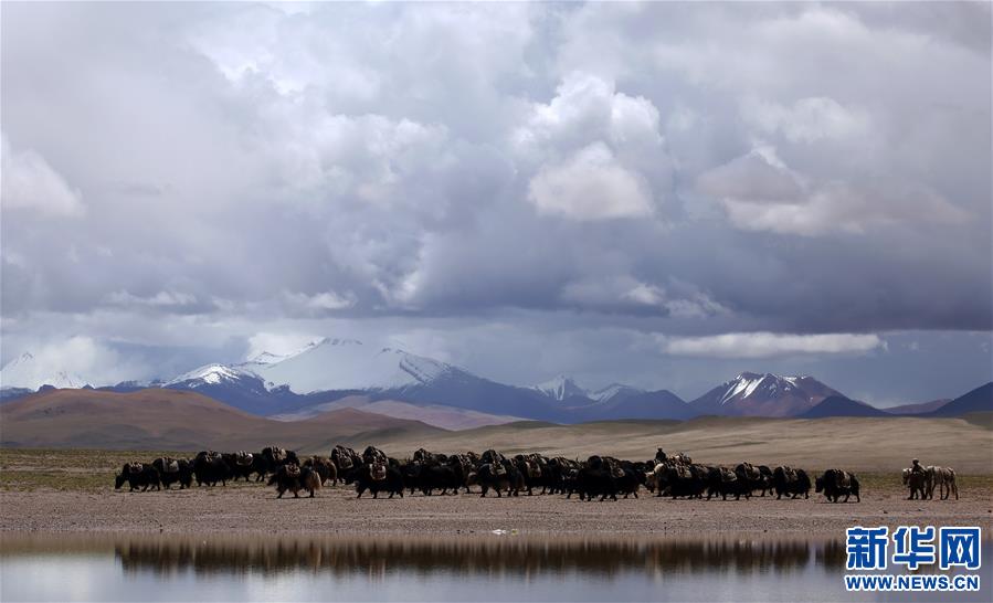 (专发新华网西藏频道)（图文互动）天边的驮盐队——藏北牧人远去的背影(1)