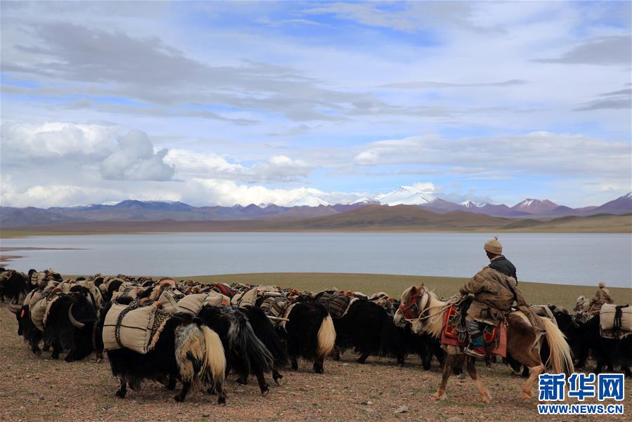 (专发新华网西藏频道)（图文互动）天边的驮盐队——藏北牧人远去的背影(2)