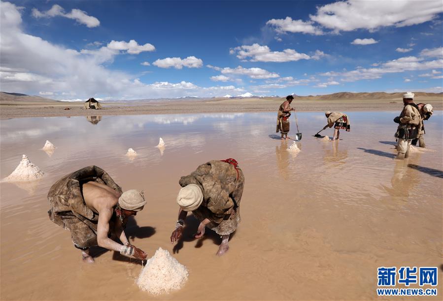 (专发新华网西藏频道)（图文互动）天边的驮盐队——藏北牧人远去的背影(12)