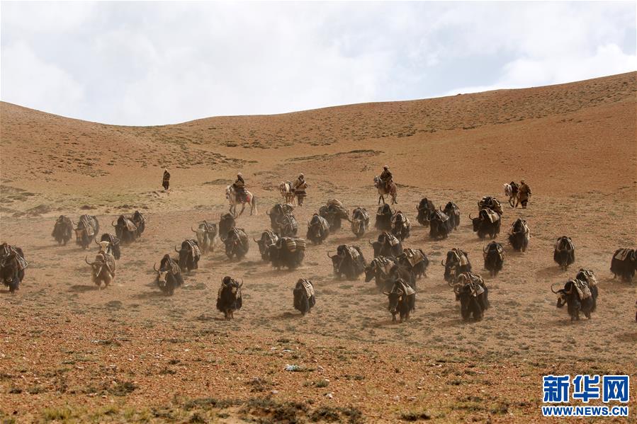 (专发新华网西藏频道)（图文互动）天边的驮盐队——藏北牧人远去的背影(21)