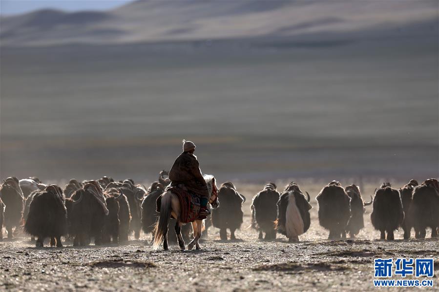 (专发新华网西藏频道)（图文互动）天边的驮盐队——藏北牧人远去的背影(23)