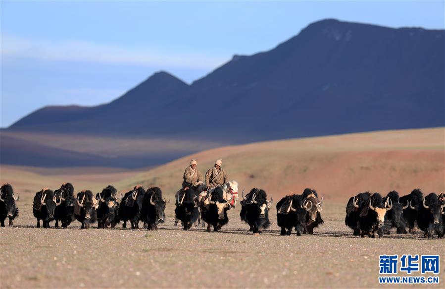 (专发新华网西藏频道)（图文互动）天边的驮盐队——藏北牧人远去的背影(25)